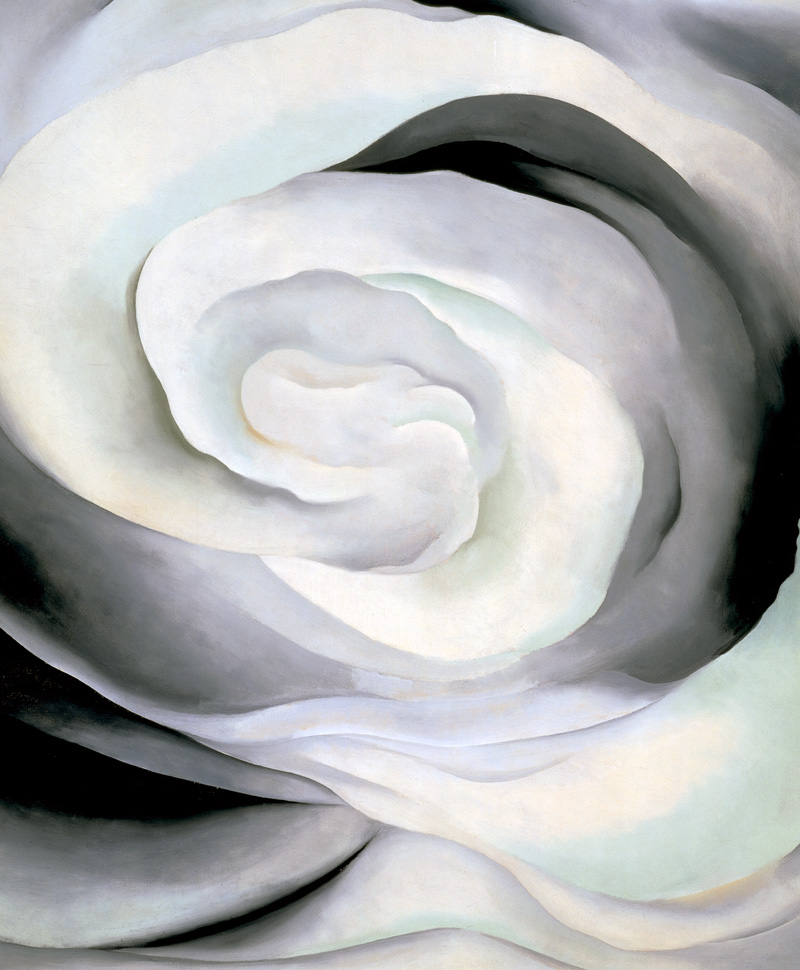 'Abstraction White Rose' 1927. Oil on canvas, 36 x 30 in.