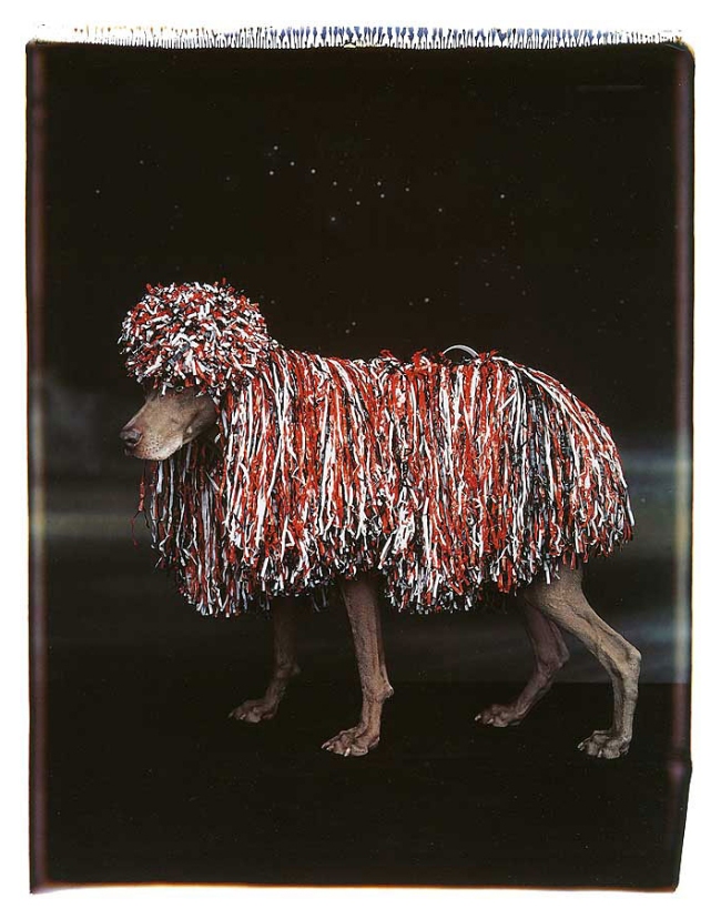 William Wegman. 'Patriotic Poodle' 1994