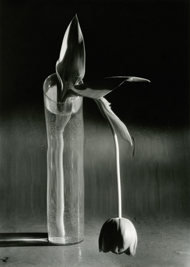 André Kertész (Hungarian, 1894-1985) 'La Tulipe mélancolique, New York' (Melancholic Tulip, New York) 1939