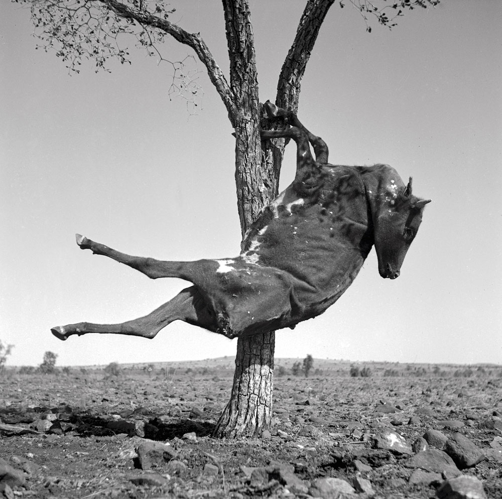 Sidney Nolan Untitled (calf carcass in tree) | Art Blart