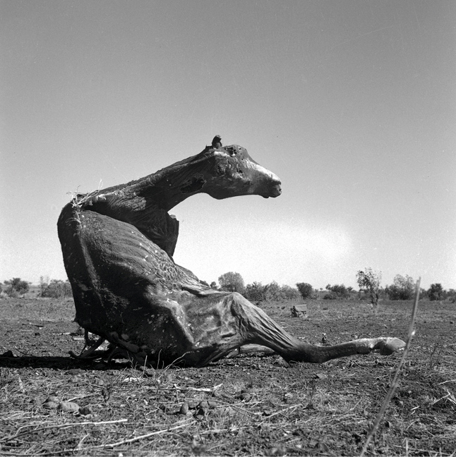 Sidney Nolan (Australian, 1917-1992) 'Untitled (desiccated horse carcass sitting up)' 1952