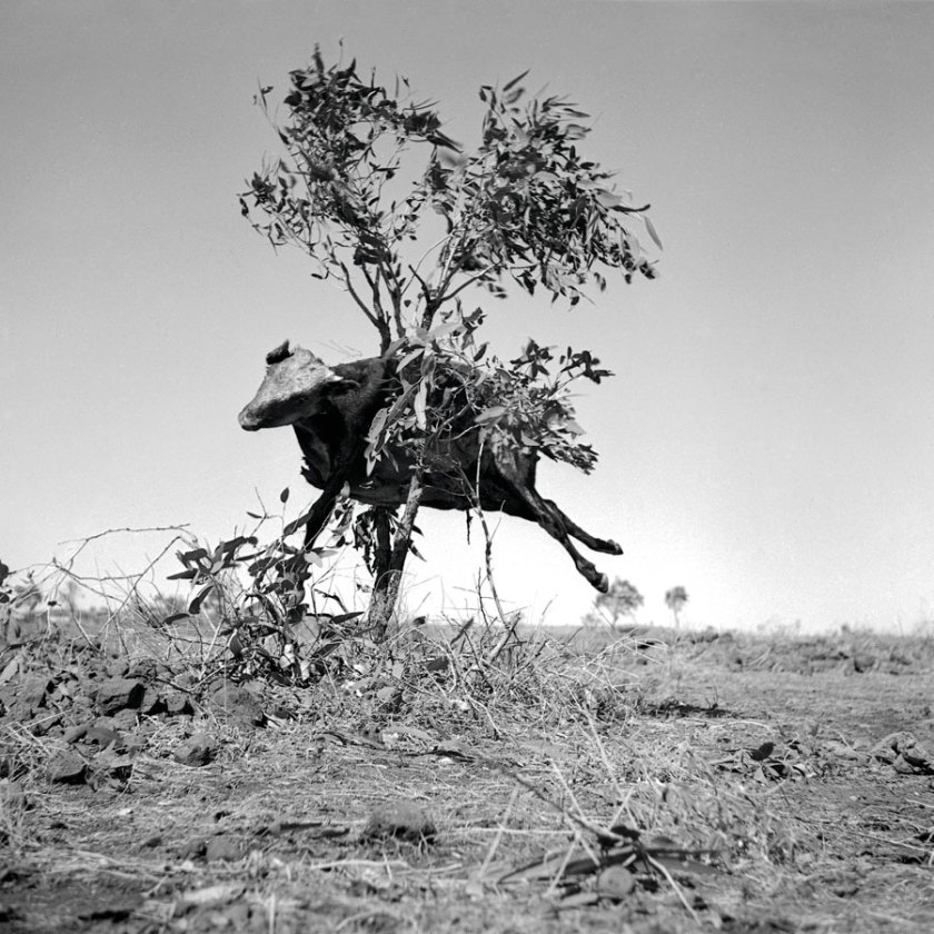 Sidney Nolan (Australian, 1917-1992) 'Untitled (cow in tree)' 1952