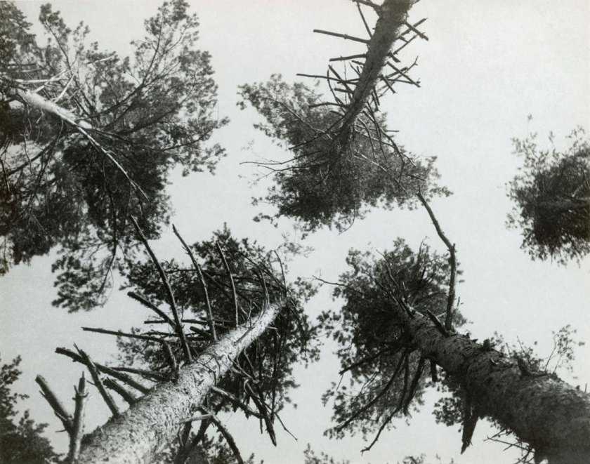 Alexander Rodchenko. ' Pine trees, Pushkino', 1927