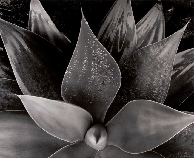 Brett Weston (American, 1911-1993) 'Botanical' c. 1975