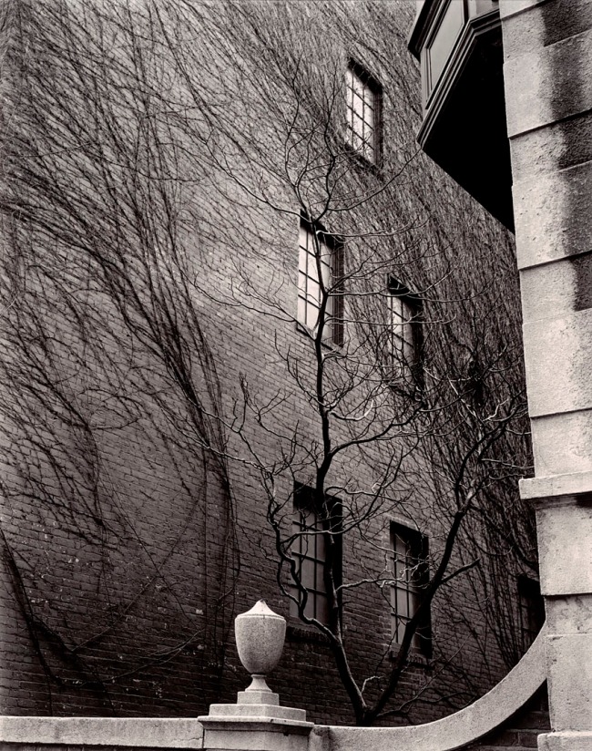 Brett Weston (American, 1911-1993) 'Building, Ivy, Tree, Sutton Place, New York' 1945