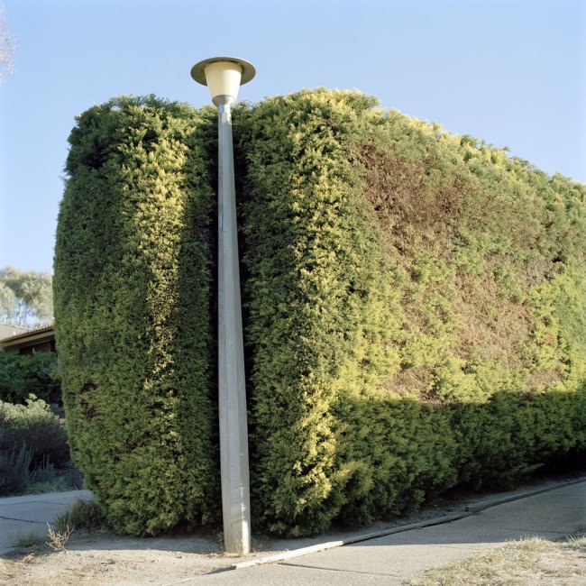 Lee Grant (Australian, b. 1973) 'Suburban Hedge' 2008