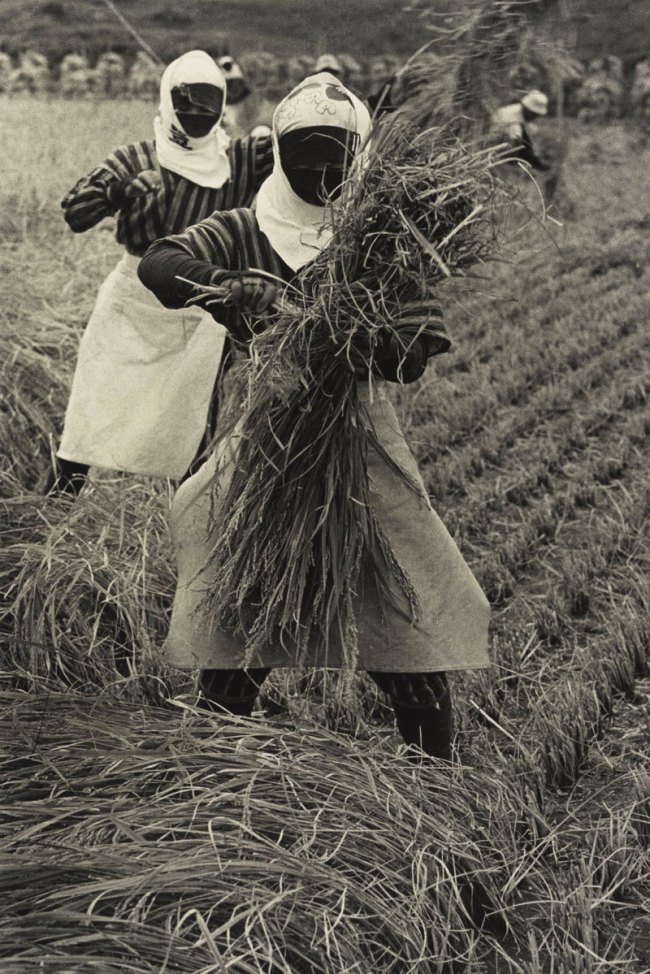 Hiroshi Hamaya (Japanese, 1915 - 1999) 'Rice Harvesting, Yamagata Prefecture' 1955