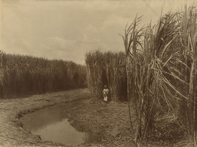 Dirk Huppe Indonesia 1867-1931 O Kurkdjian & Co Established Surabaya, Java 1903-1935 'Mature canes, fertilized with artificial guano Java Fertilizer Co.,' Semarang 1914