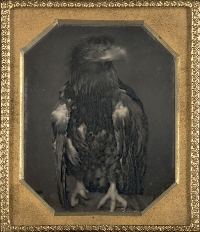 Unknown photographer. 'Untitled (eagle facing left)' c. 1850