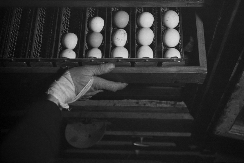 Roman Vishniac. '[Drawer of freshly farmed eggs, Gut Winkel, a training farm for German-Jewish youth hoping to emigrate to Palestine, Spreenhagen in der Mark, Brandenburg, Germany]' c. 1938