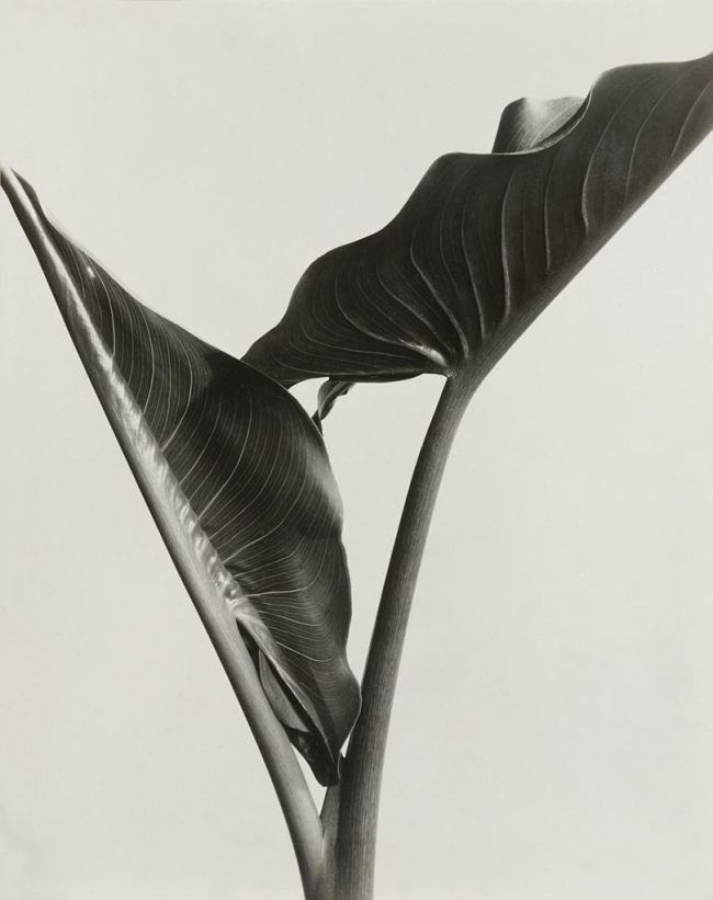 Imogen Cunningham (American, 1883-1976) 'Cala Leaves' 1932