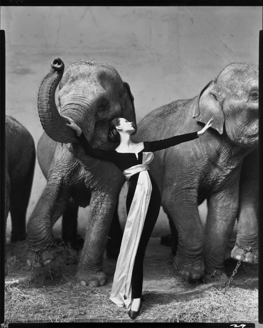 Richard Avedon. 'Dovima with elephants, evening dress by Dior, Cirque d’Hiver, Paris, August 1955' 1955