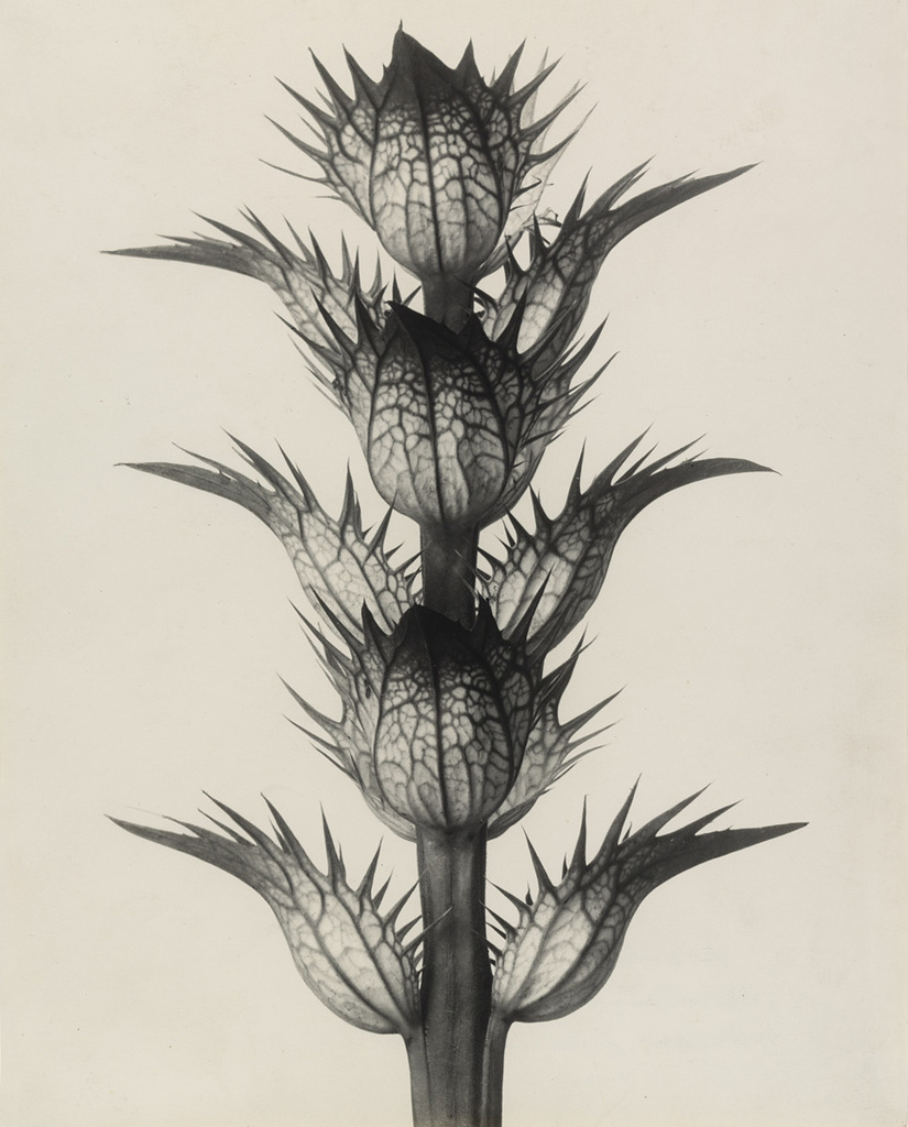 Karl Blossfeldt (German, 1865-1932) 'Acanthus mollis' (Acanthus mollis [Akanthus, Bärenklau. Deckblätter, die Blüten sind entfernt, in 4facher Vergrößerung]) 1898-1928