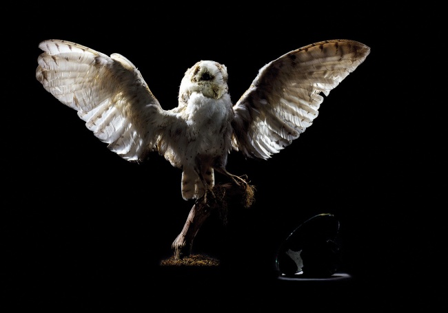 Brook Andrew. 'Replicant series: Owl' 2005 