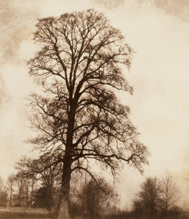 William Fox Talbot. 'The Great Elm at Lacock' 1843-1845