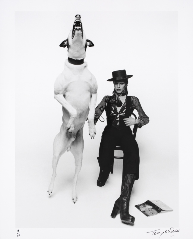 Terry O'Neill. 'Promotional photograph of David Bowie for 'Diamond Dogs'' 1974
