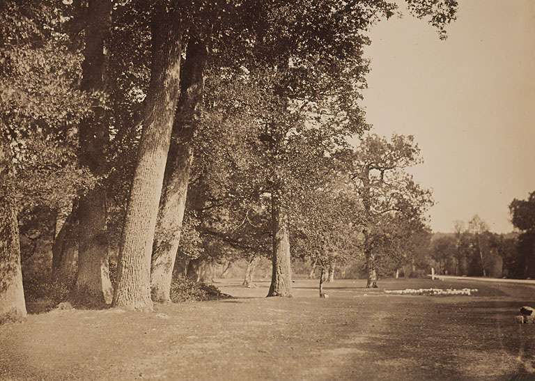 Gustave Le Gray (French, 1820-1884) 'Trees along the Pavé de Chailly' 1852