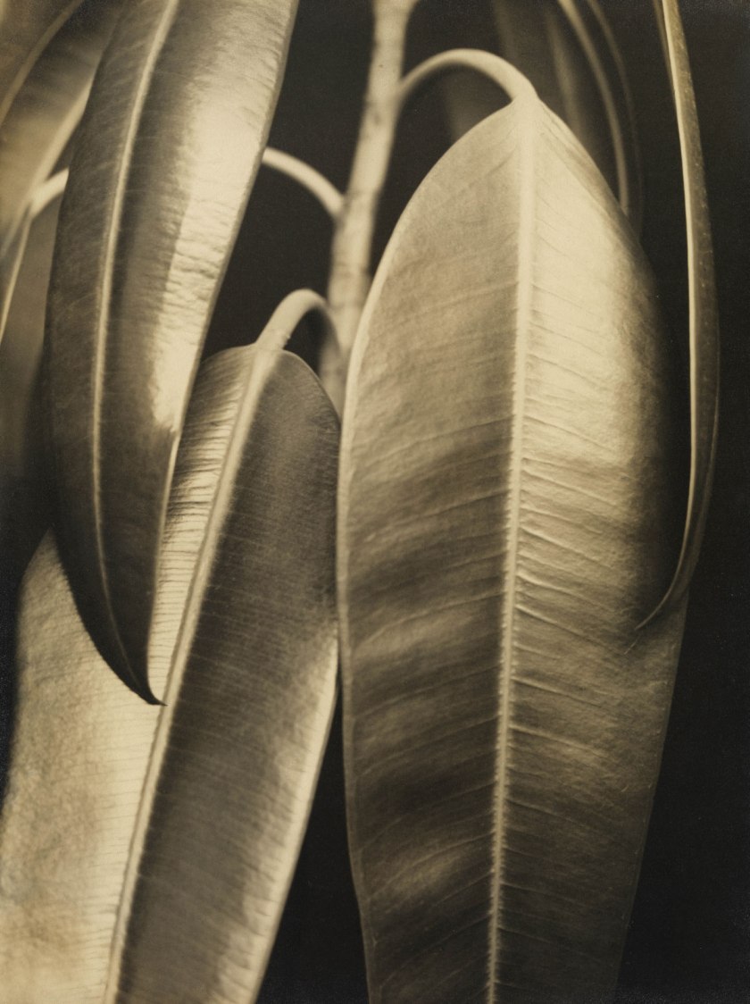 Aenne Biermann Ficus elastic: Rubber Plant (Ficus elastic: Gummibaum), c. 1927