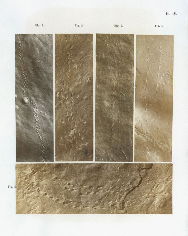 Dr James Deane (American, 1801-1858) 'Ichnographs from the Sandstone of Connecticut River' 1861