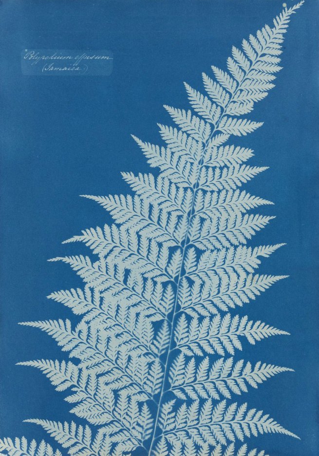 Anna Atkins (Royaume-Uni) 'Untitled' (tiré de l'album démonté 'Cyanotypes des plantes à fleurs et des fougères britanniques et étrangères') c.  1854
