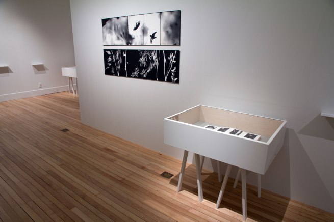 Vue d'installation de l'exposition «Emanations: l'art de la photographie sans Caméral» à la Govett-Brewster Art Gallery