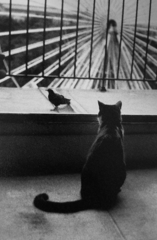 Henri Cartier Bresson (French, 1908-2004) 'An Attentive Cat' 1953