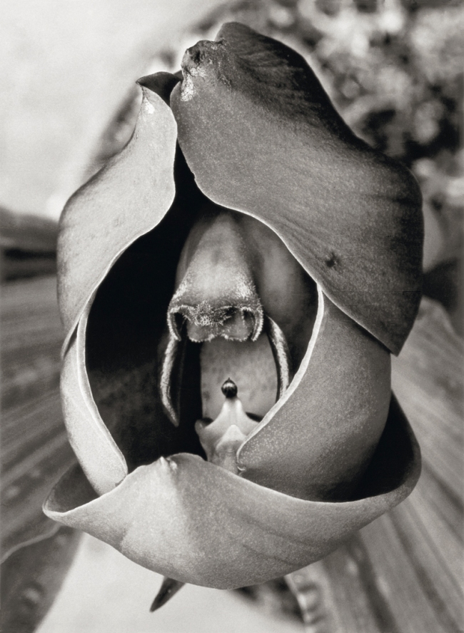 Albert Renger-Patzsch (German, 1897-1966) 'Catasetum trindentatum, Orchidaceae' 1922-1923