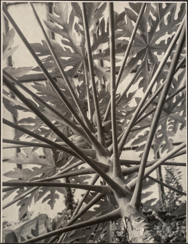 Albert Renger-Patzsch (German, 1897-1966) 'Brasilianischer Melonenbaum von unten gesehen [Brazilian melon tree seen from below]' 1923