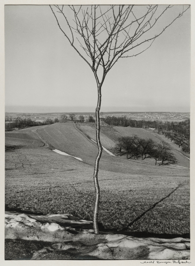 Albert Renger-Patzsch (German, 1897-1966) 'Das Bäumchen [The little tree]' 1928