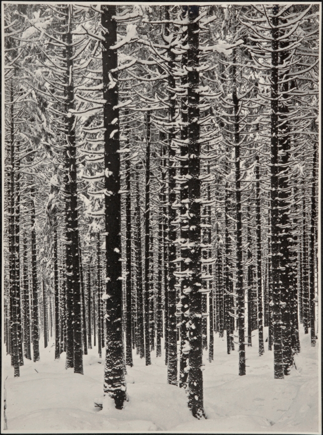 Albert Renger-Patzsch (German, 1897-1966) 'Gebirgsforst im Winter (Fichtenwald im Winter)' [Mountain forest in winter (spruce forest in winter)] 1926