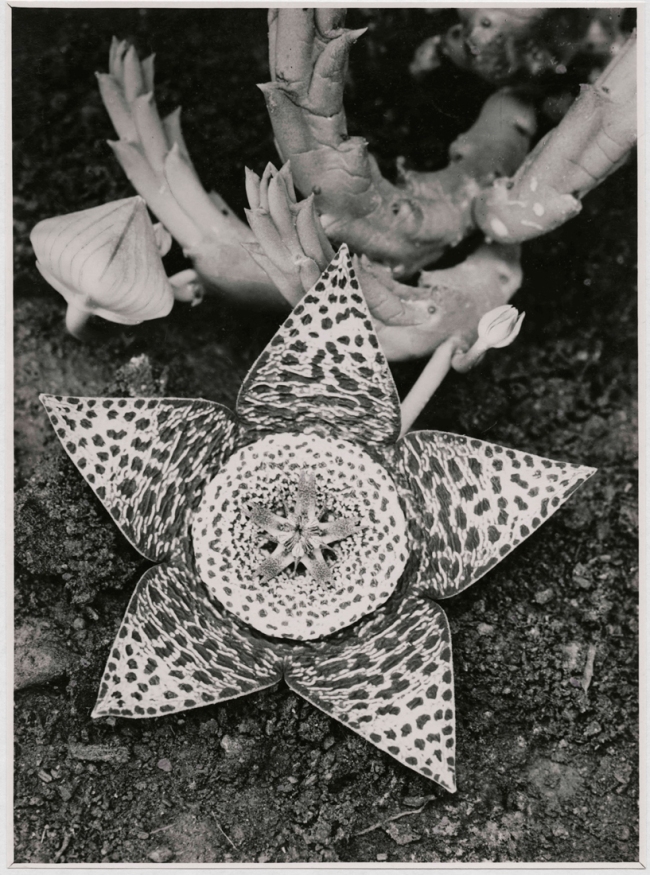 Albert Renger-Patzsch (German, 1897-1966) 'Stapelia variegata, Asclepiadaceae' 1923