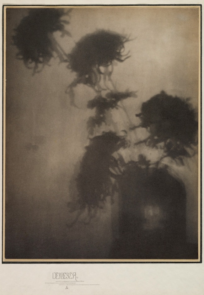 Adolf de Meyer (American born France, 1868-1946) 'The Shadows on the Wall (Chrysanthemums)' 1906
