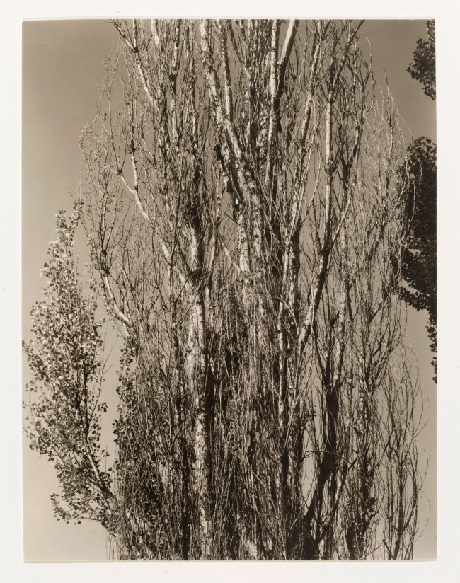 Alfred Stieglitz (American, 1864-1946) 'Poplars, Lake George' 1932