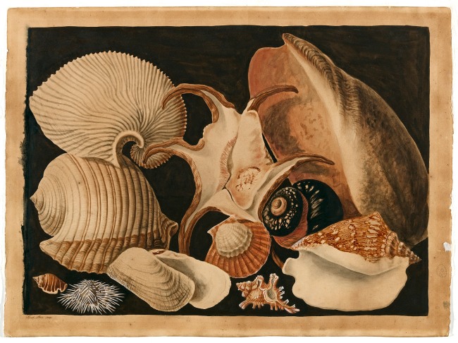 Sarah Stone. 'Shells' 1781