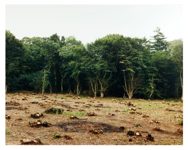 Gerhard Stromberg (Germany, England b. 1952) 'Coppice (King's Wood)' 1994