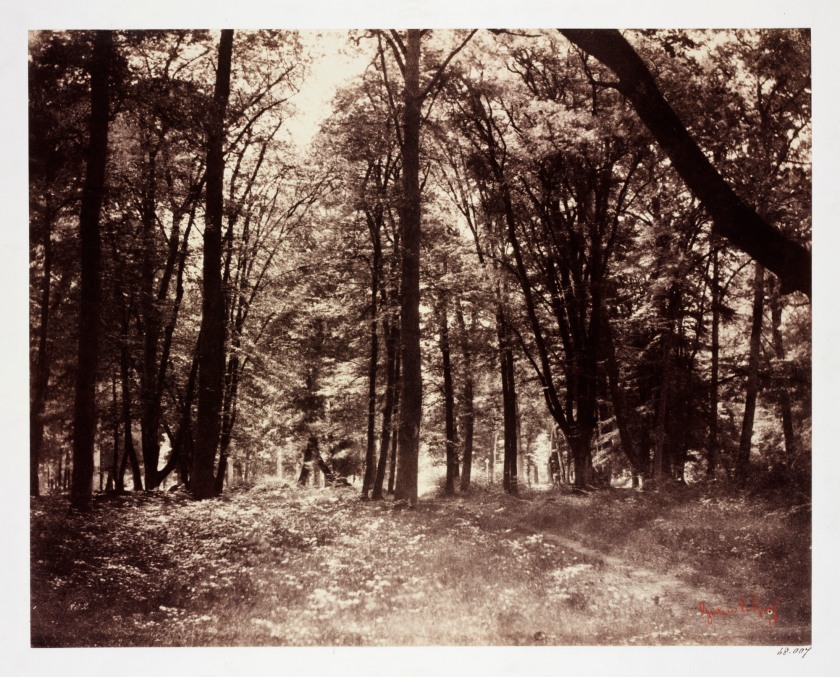 Gustave Le Gray (French, 1820-1884) 'In the Forest of Fontainbleau (Bas-Bréau)' 1852