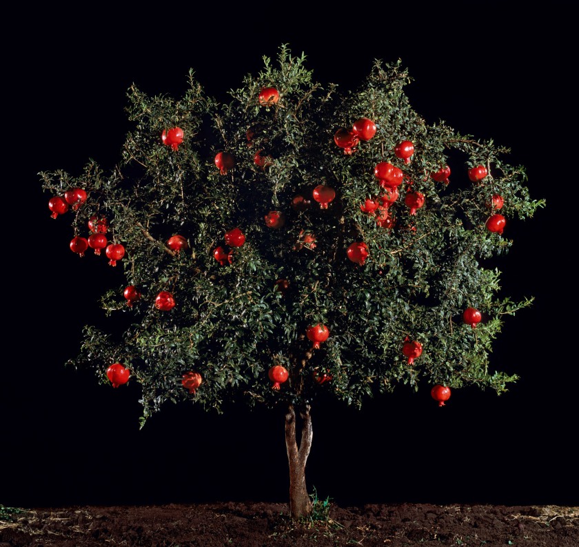 Tal Shochat (Israeli, b. 1974) 'Rimon (Pomegranate)' 2011