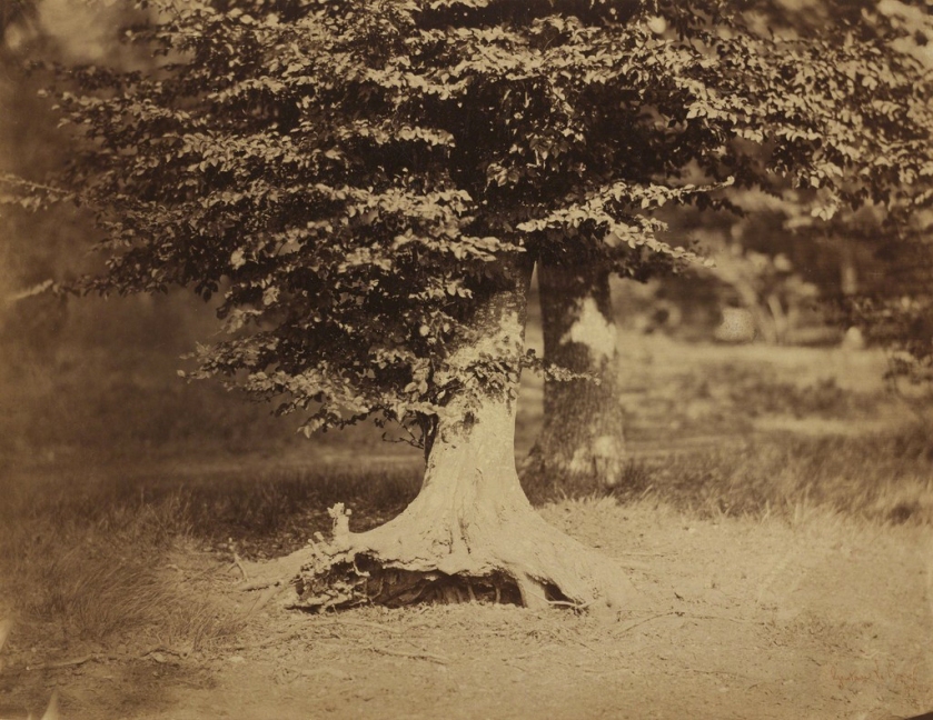 Gustave Le Gray (French, 1820-1884) 'Beech Tree, Forest of Fontainbleau' c. 1856
