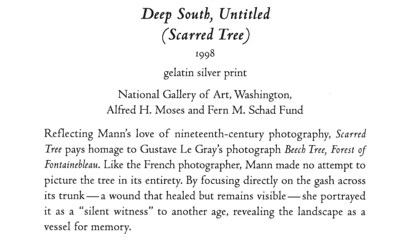 Sally Mann 'Deep South, Untitled (Scarred Tree)' wall text