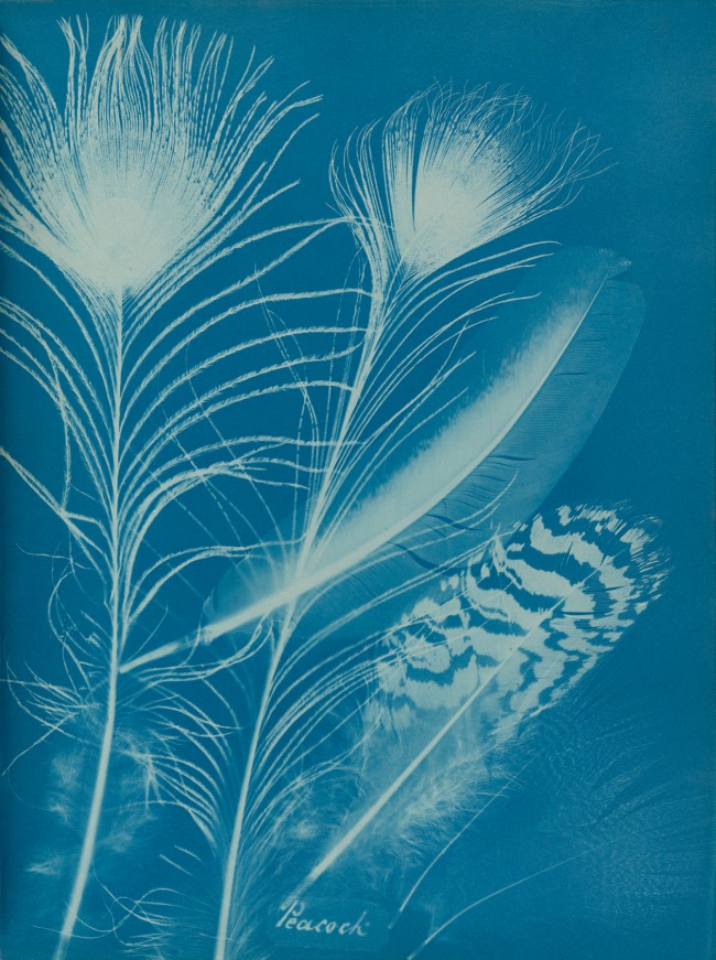 Anna Atkins (1799-1871) and Anne Dixon (1799-1864) 'Peacock', from a presentation album to Henry Dixon 1861