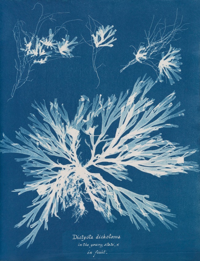 Anna Atkins (1799-1871) 'Dictyota dichotoma, in the young state & in fruit', from Part XI of 'Photographs of British Algae: Cyanotype Impressions' 1849-1850