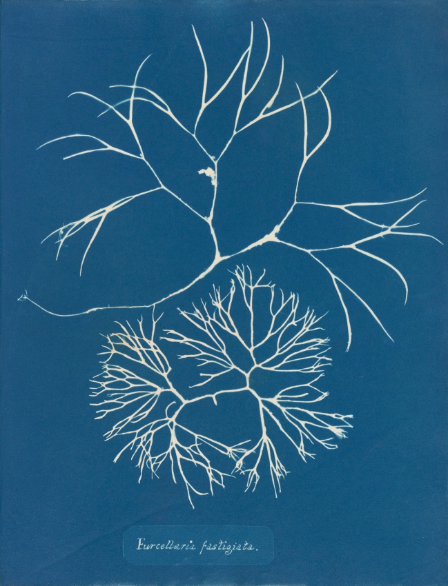 Anna Atkins (1799-1871), 'Furcellaria fastigiata', from Part IV, version 2 of 'Photographs of British Algae: Cyanotype Impressions' 1846 