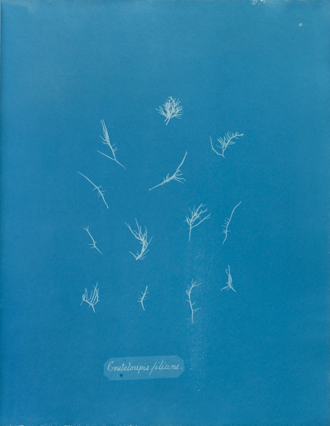 Anna Atkins (1799-1871) 'Grateloupia filicina', from Part IX of 'Photographs of British Algae: Cyanotype Impressions' 1848-1849