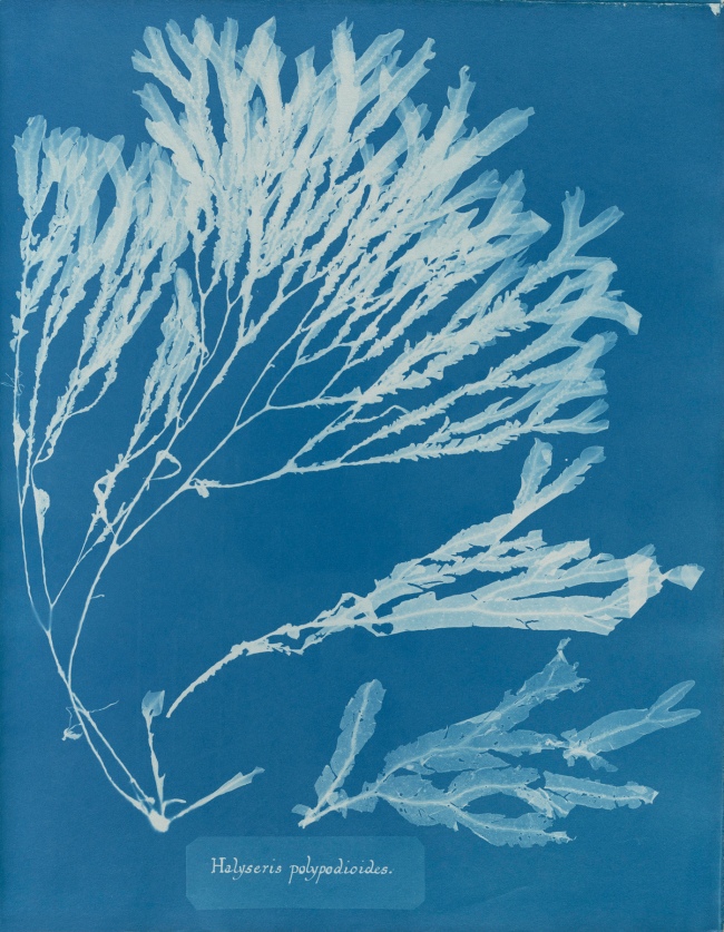 Anna Atkins (1799-1871) 'Halyseris polypodioides', from Part XII of 'Photographs of British Algae: Cyanotype Impressions' 1849-1850