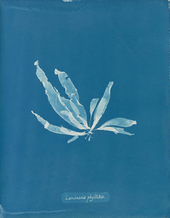 Anna Atkins (1799-1871) 'Laminaria phyllitis', from Part V of 'Photographs of British Algae: Cyanotype Impressions' 1844-1845