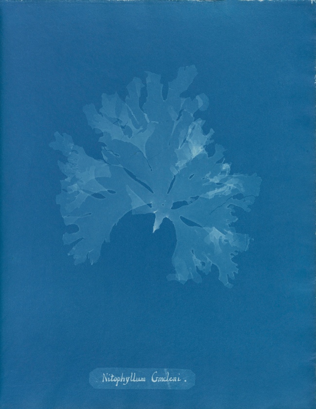 Anna Atkins (1799-1871) 'Nitophyllum gmeleni', from Part XI of 'Photographs of British Algae: Cyanotype Impressions' 1849-1850
