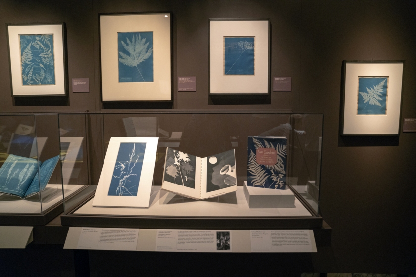 Installation view of the exhibition 'Blue Prints: The Pioneering Photographs of Anna Atkins' at The New York Public Library