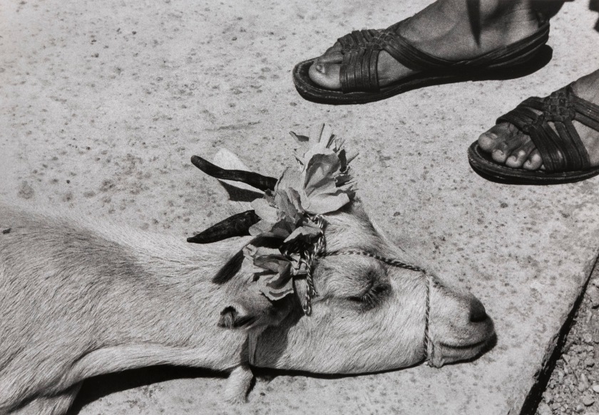 Graciela Iturbide (Mexican, b. 1942) 'La danza de la cabrita, antes de la matanza, La Mixteca, Oaxaca, Mexico' (The Little Goat's Dance, Before the Slaughter, La Mixteca, Oaxaca, Mexico) 1992