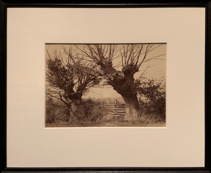 Benjamin Brecknell Turner (British, 1815-94) 'Hedgerow Trees, Clerkenleap' 1852-1854 (installation view)