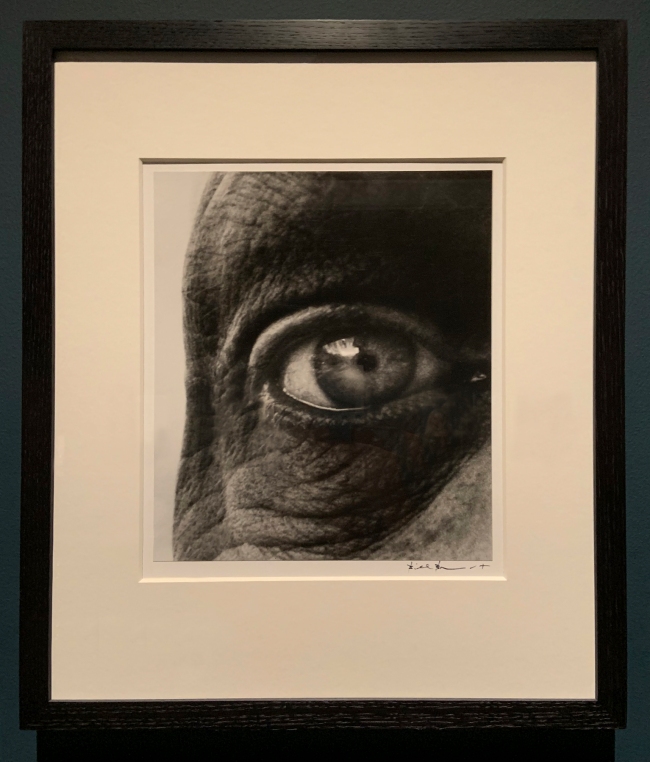 Bill Brandt (British, 1904-1983) 'Dubuffet’s Right Eye' 1960-1963 (installation view)
